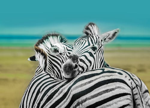 Zebras im Etosha Nationalpark, Namibia &ndash; &copy; Luis Leamus