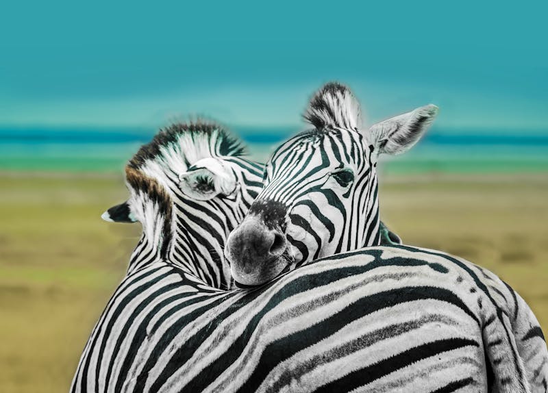 Zebras im Etosha Nationalpark, Namibia - ©Luis Leamus