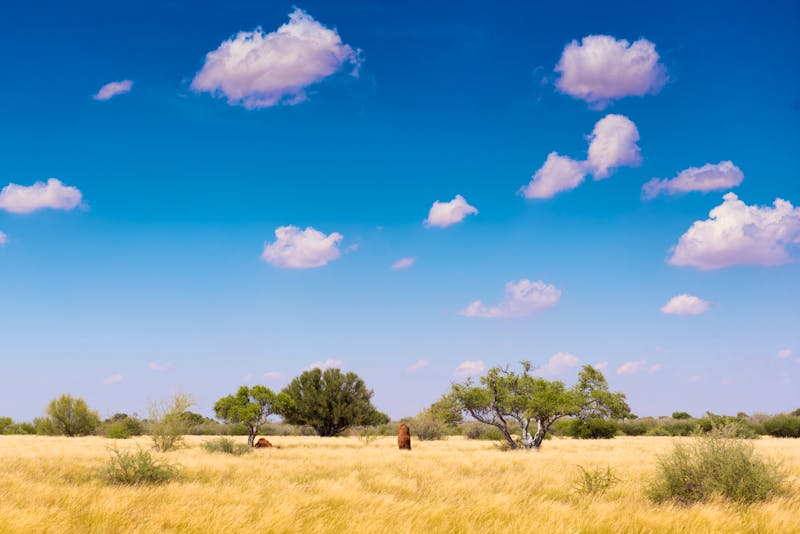 Landschaft in der Kalahari bei Stampriet und Mariental in der Region Hardap, Namibia - ©Manok - stock.adobe.com