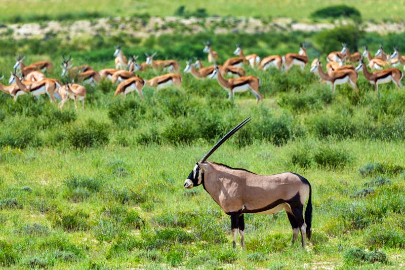 Gemsbok, Oryx Gazelle in der Kalahariwüste, Namibia - ©ArtushFoto - stock.adobe.com