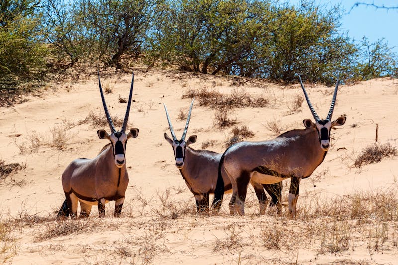 Spießbock in Sanddüne, Namibia - ©artush - stock.adobe.com
