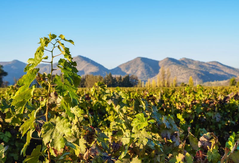 Weinregion in Chile - ©Karol Kozlowski - Adobe Stock