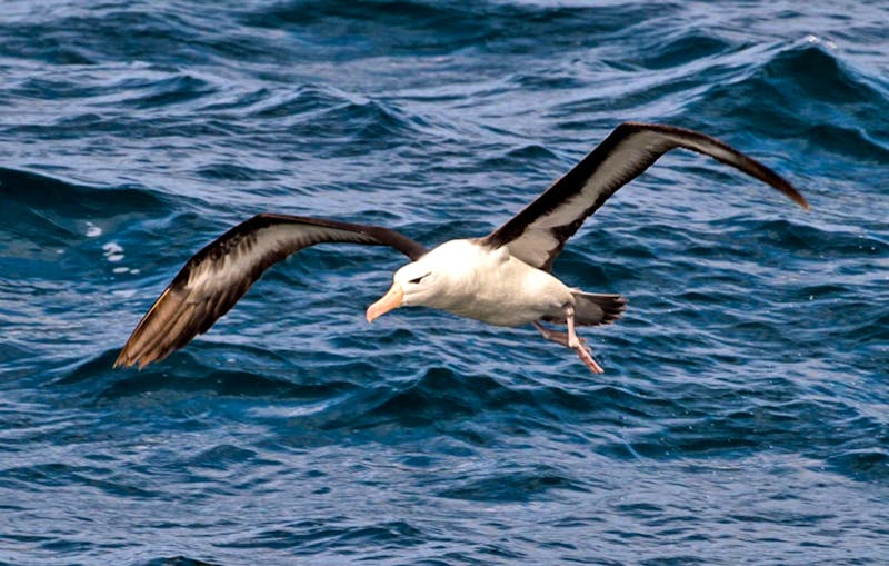 Albatros in der Drake Passage - Antarktis - ©Dominic Barrington Riversdale / Hurtigruten