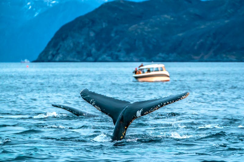 Walbeobachtung in Nord-Norwegen - ©©Dmitry Kokh - stock.adobe.com