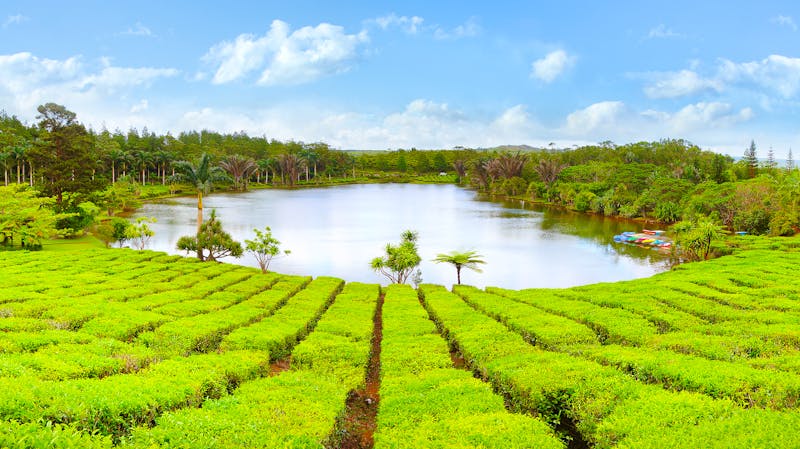 Teeplantage Bois Cheri auf Mauritius - ©Kletr - stock.adobe.com