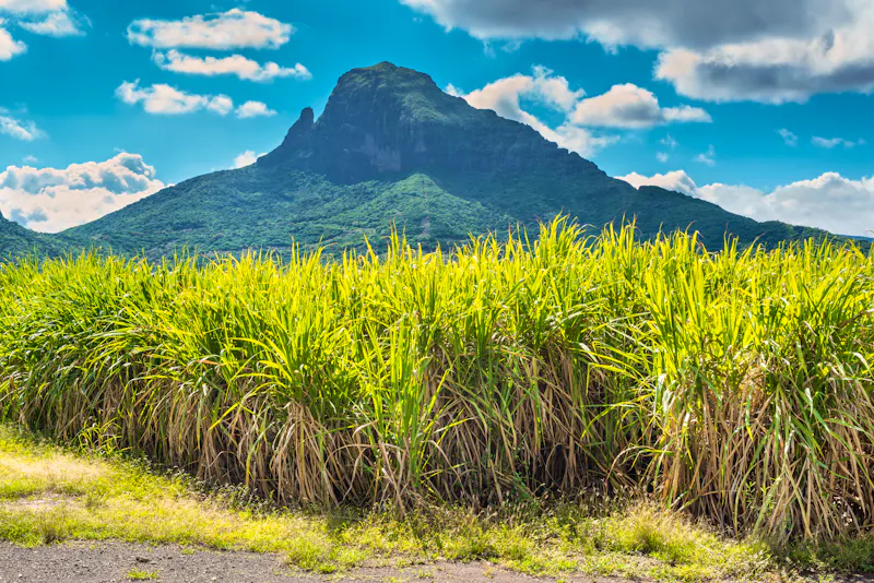 Panorama Gebirge mit Zuckerrohrplantage, Mauritius - &copy;valet - stock.adobe.com