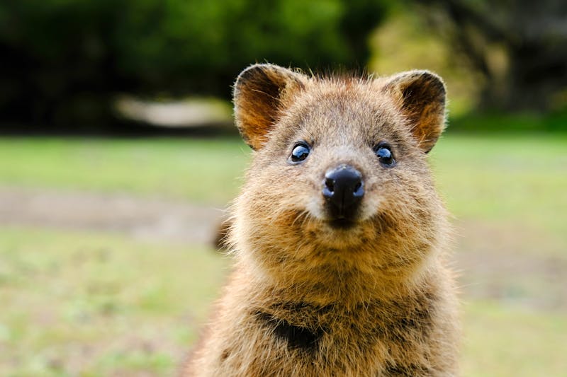 Quokka, Rottnest Island, Western Australia - ©Gone For A Drive. - stock.adobe.com