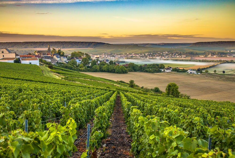 Weinberge in der Champagne in Frankreich &ndash; &copy; Hesam - stock.adobe.com