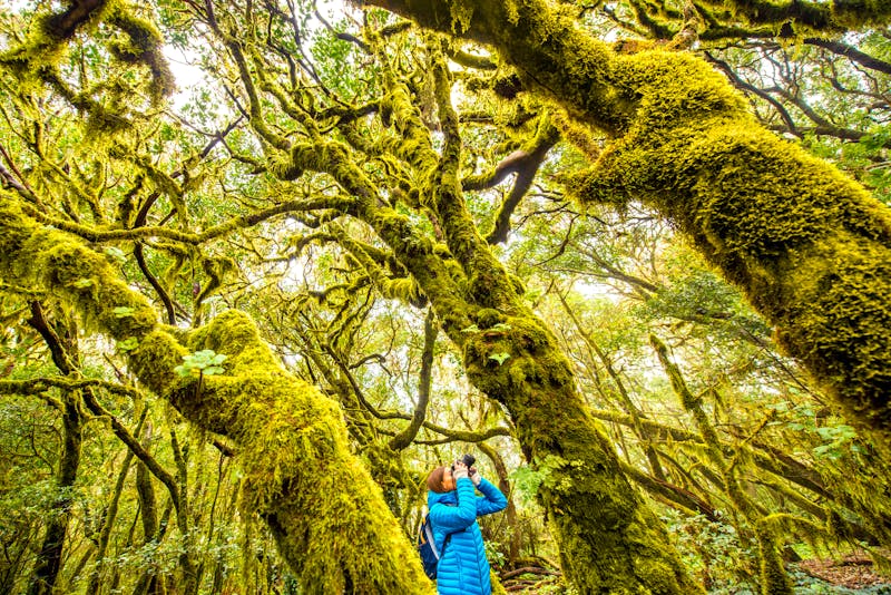 Wanderung im Garajonay-Nationalpark auf La Gomera - ©©rh2010 - stock.adobe.com