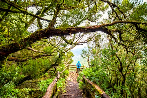 Wanderung im Garajonay-Nationalpark auf La Gomera &ndash; &copy; ©rh2010 - stock.adobe.com