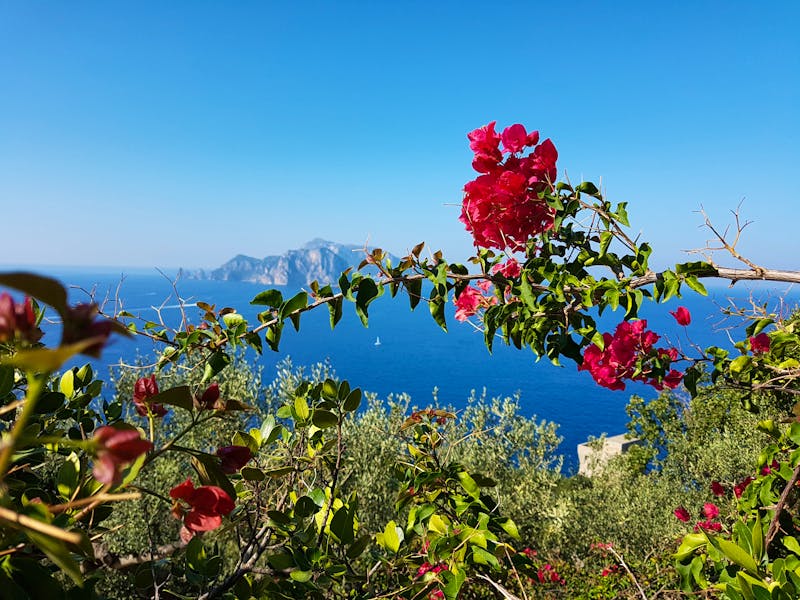 Wanderung zur Punta Campanella, Bougainvilla - ©Ria Heilmann