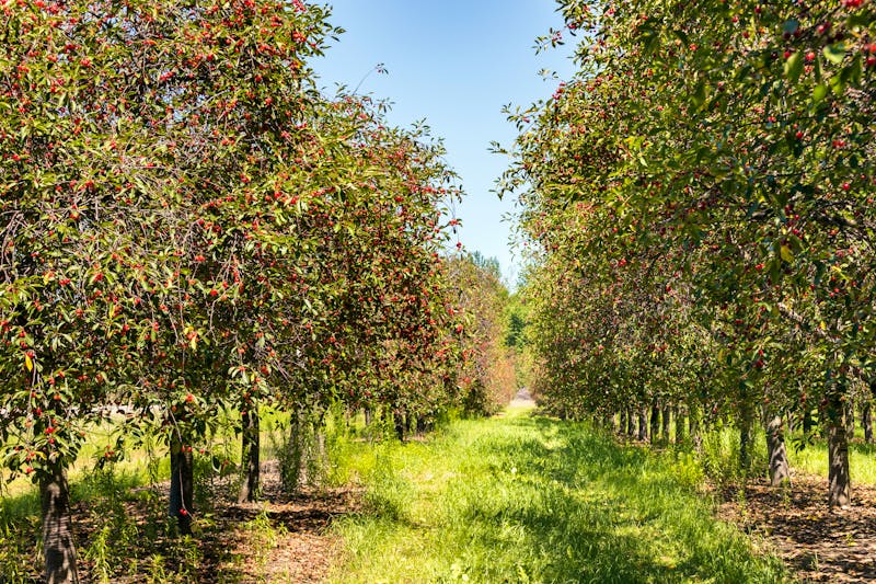 Kirschbäume in Traverse City - ©©csterken - stock.adobe.com