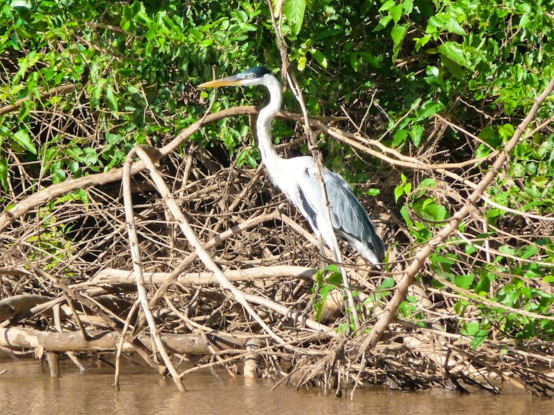 70 Pantanal Pousada Aguape (24) - ©Anett Scheffler