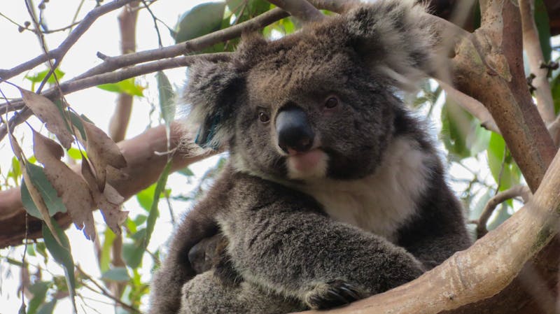 Koala auf Kangaroo Island - ©Anna Stiebing