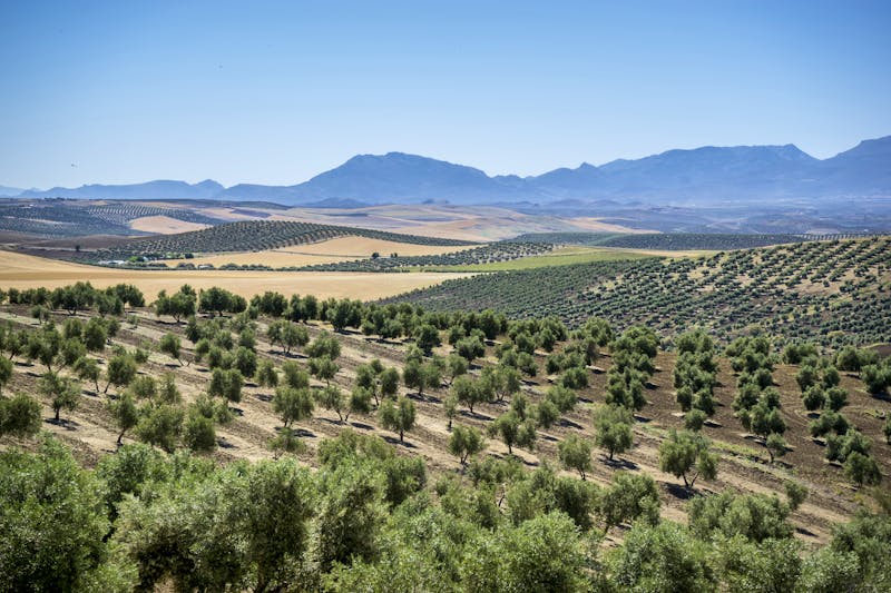 Olivenhaine bei Jaen in Andalusien - ©©mariajemo - stock.adobe.com
