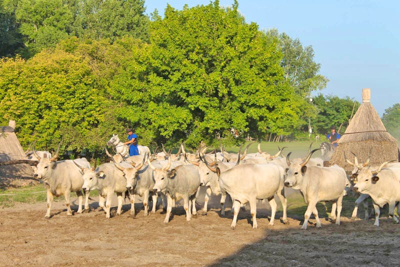 Reitershow in der Puszta - ©Eberhardt TRAVEL - Jacob Spangenberg