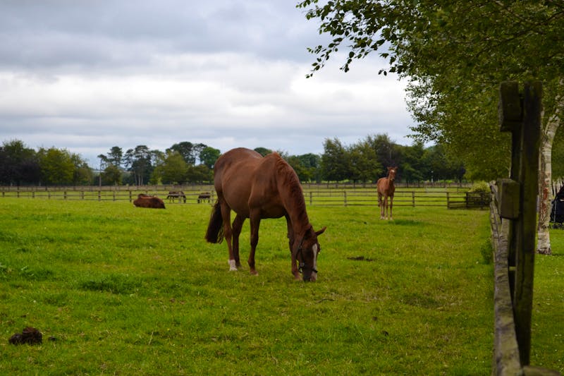 Besichtigung des Irischen Nationalgestüts bei Kildare - ©Andreas Wolfsteller