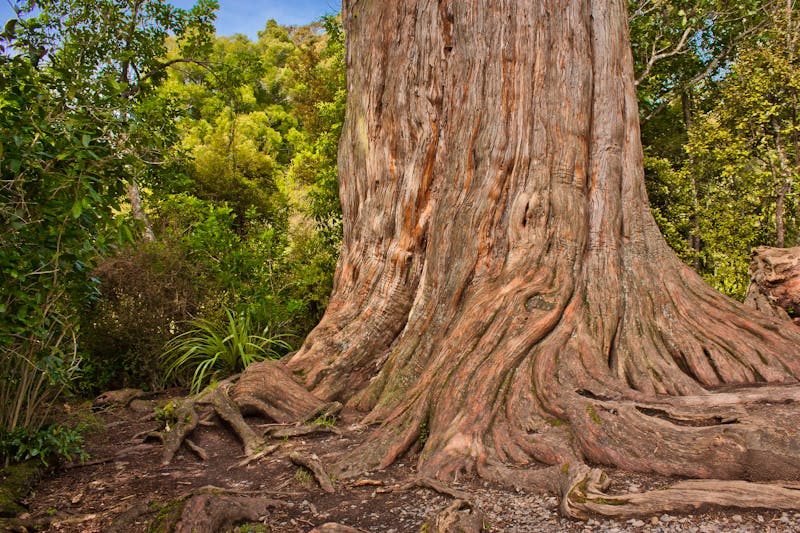Kauribaum im Waipoua-Wald - ©LindaPhotography - stock.adobe.com