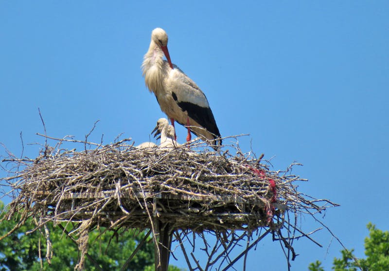 Storchennest in Masuren - ©Eberhardt TRAVEL - Rico Manns