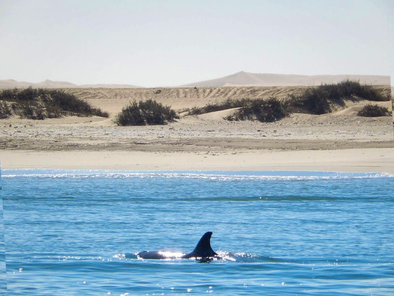 Bootsfahrt in Walvis Bay - Delfin - ©Eberhardt TRAVEL - Anna Stiebing