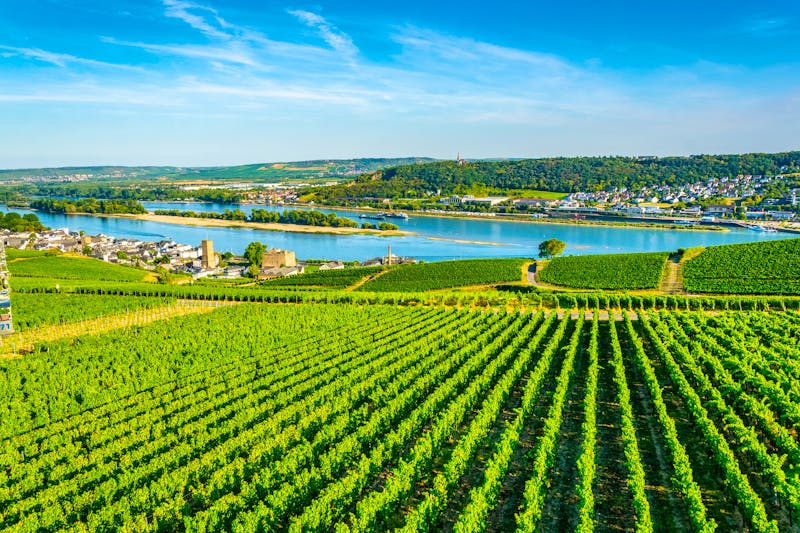 Rhein-Tal ud Weinberge bei Rüdesheim - ©©dudlajzov - stock.adobe.com