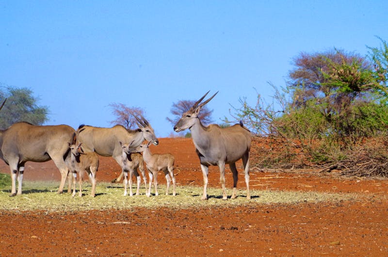 Eland-Antilopen in der Kalahari - ©Eberhardt TRAVEL - Annett Müller