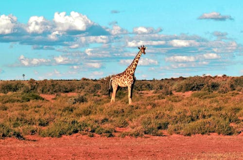 Giraffe in der Kalahari &ndash; &copy; Eberhardt TRAVEL - Marianne Förster
