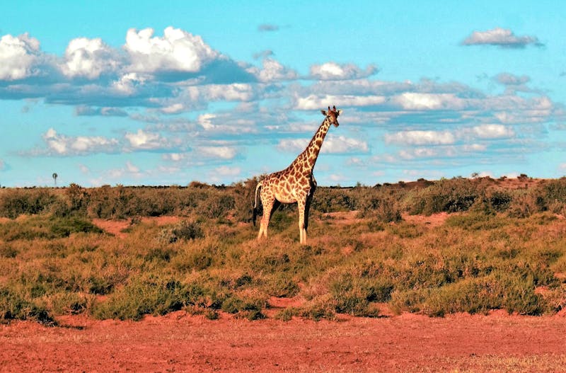 Giraffe in der Kalahari - ©Eberhardt TRAVEL - Marianne Förster