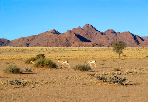 Antilopen im Namib Naukluft Nationalpark &ndash; &copy; Eberhardt TRAVEL - Annette Weise