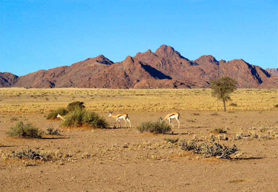 Antilopen im Namib Naukluft Nationalpark – © Eberhardt TRAVEL - Annette Weise
