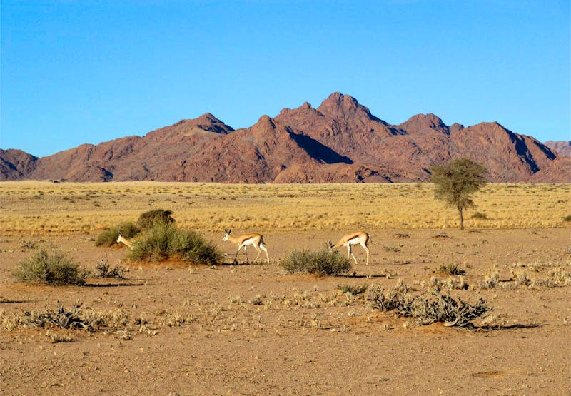 Antilopen im Namib Naukluft Nationalpark - ©Eberhardt TRAVEL - Annette Weise