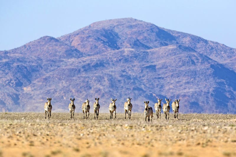 Bergzebras im Namib Naukluft Nationalpark - ©Ben McRae Photography - Adobe Stock