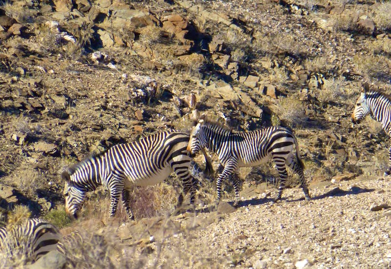 Zebras am Gaub-Pass in Namibia - ©Eberhart TRAVEL - Kathrin Mickan