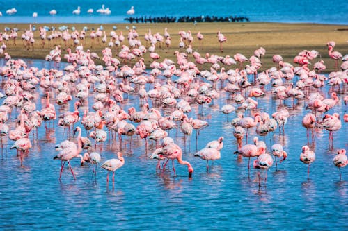 Flamingos in der Walvis Bay bei Swakopmund &ndash; &copy; ©Kushnirov Avraham - stock.adobe.com