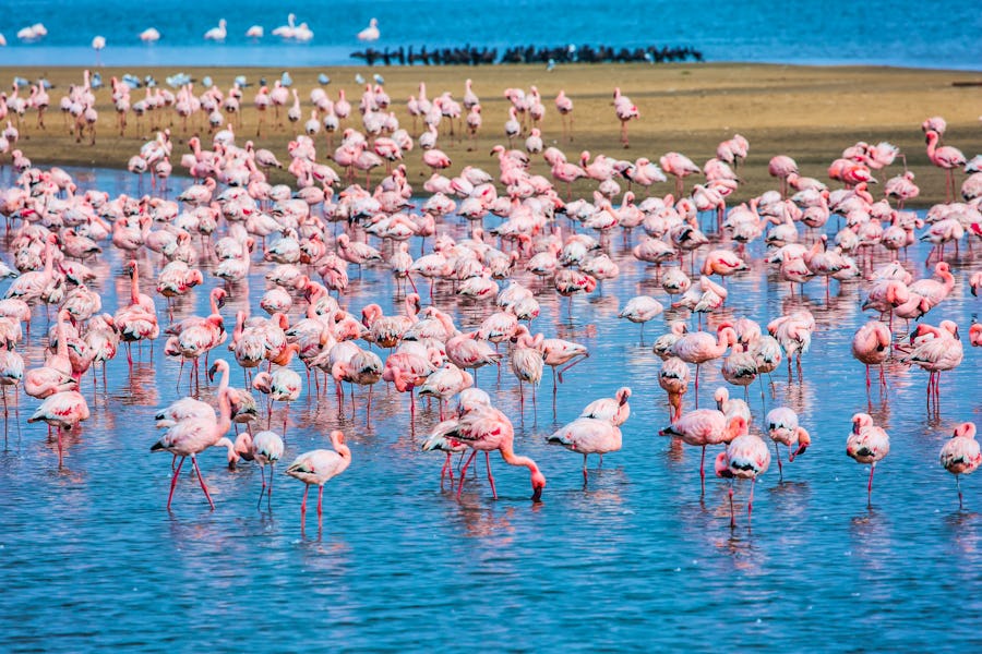 Flamingos in der Walvis Bay bei Swakopmund – © ©Kushnirov Avraham - stock.adobe.com