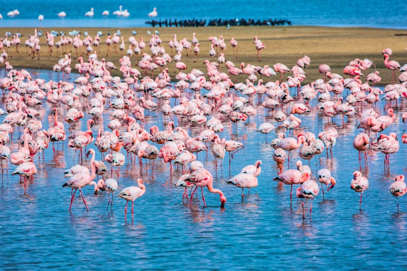 Flamingos in der Walvis Bay bei Swakopmund - ©©Kushnirov Avraham - stock.adobe.com
