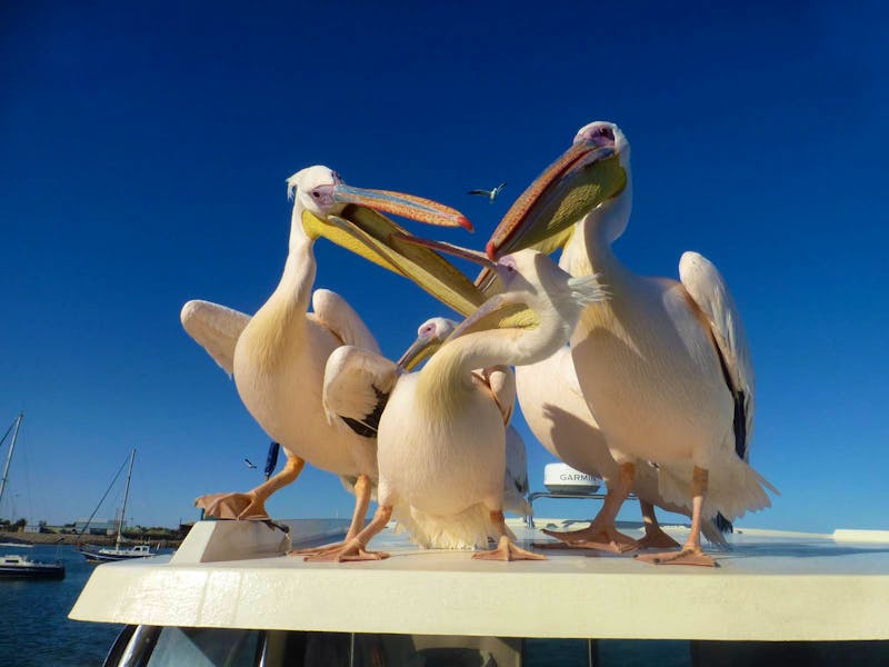 Pelikane bei der Bootsfahrt in Walvis Bay - ©Eberhardt TRAVEL - Kathrin Mickan