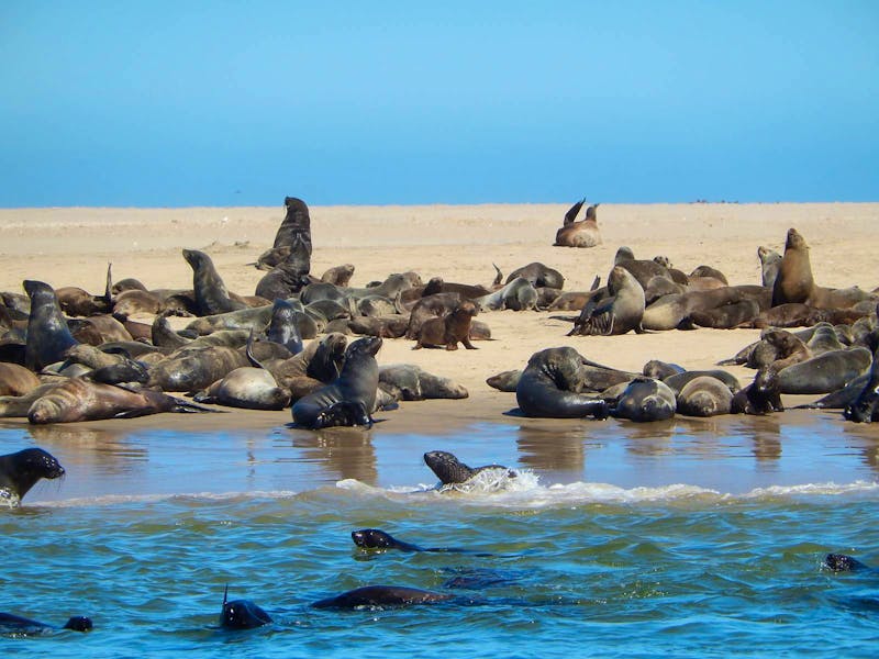 Bootsfahrt in Walvis Bay - Robben - ©Eberhardt TRAVEl - Anna Stiebing