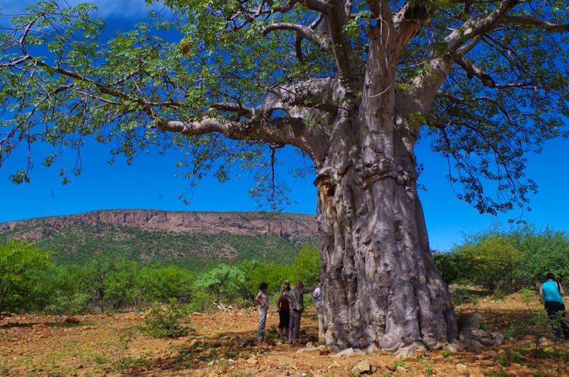 Ausflug ins Kaokoveld - Baobab am Wegesrand - ©Eberhardt TRAVEL - Annett Müller