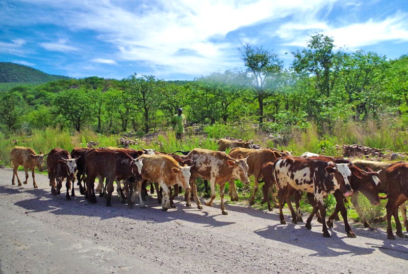 Rinderherde in Kaoko Land - Namibia - ©Eberhardt TRAVEL - Annett Müller