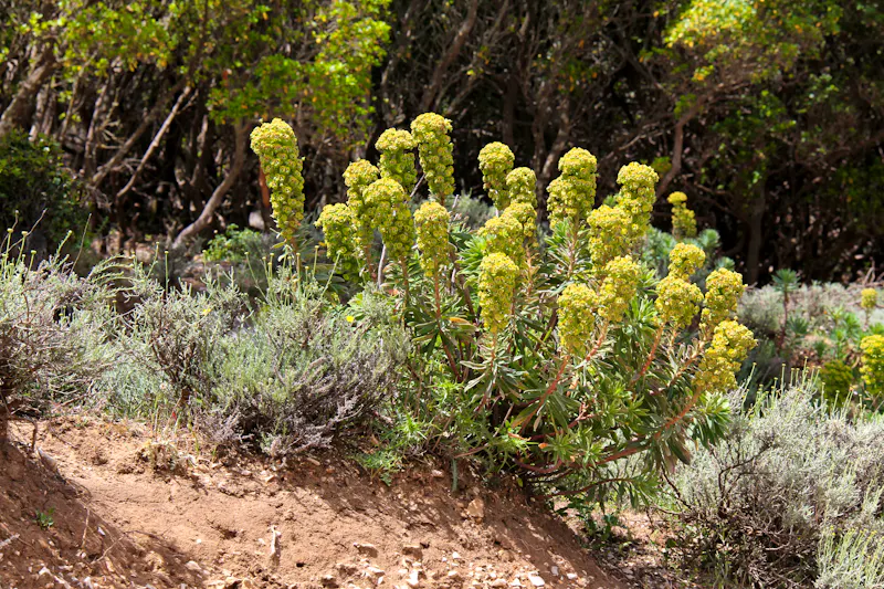 euforbia cespugliosa (Euphorbia characias) - &copy;©gabriffaldi - stock.adobe.com