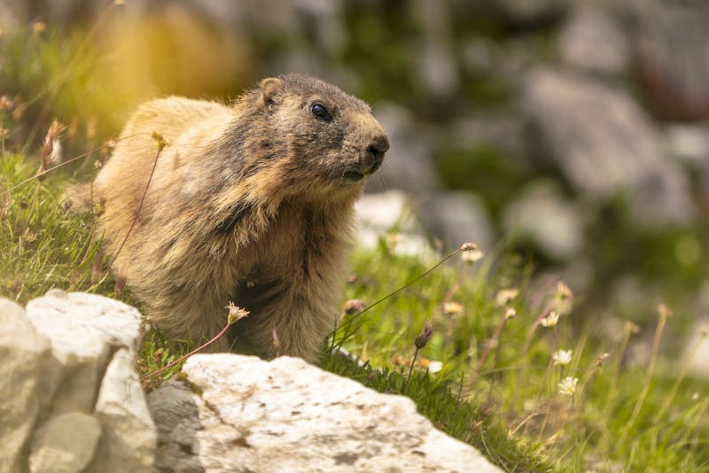Murmeltier in den Dolomiten - ©©Daniel M - stock.adobe.com