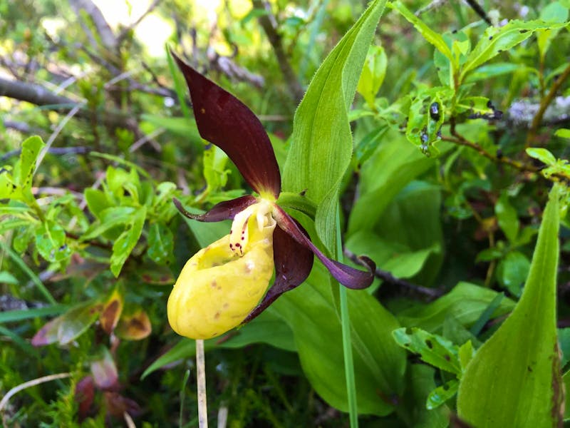 Wanderung zu den Vallesinella-Wasserfällen - Orchidee - ©Eberhardt TRAVEL