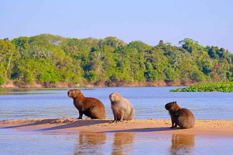 Capybara - Wasserschweine im Pantanal - ©©reisegraf - stock.adobe.com