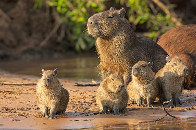 Capybara - Wasserschweine im Pantanal - ©©aussieanouk - stock.adobe.com