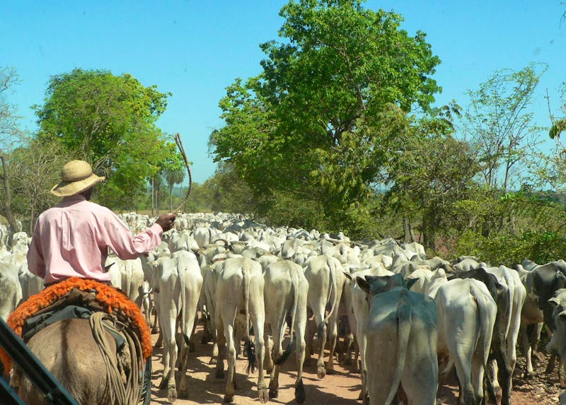 Viehherde auf der Fahrt ins Pantanal - ©Eberhardt TRAVEL