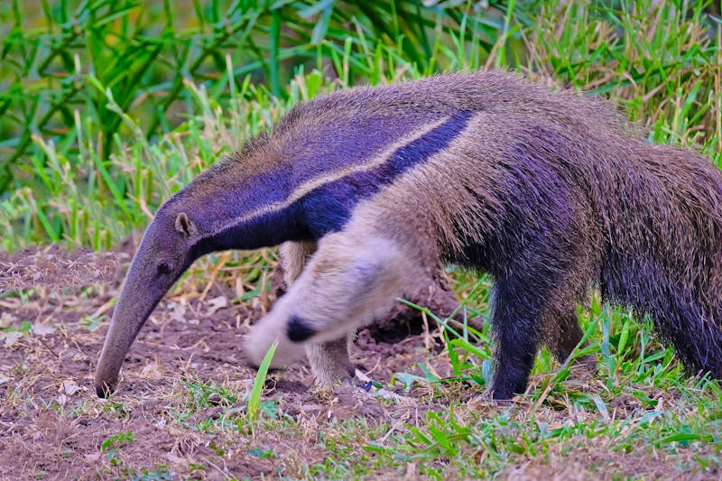 Ameisenbär im Pantanal - ©©reisegraf - stock.adobe.com