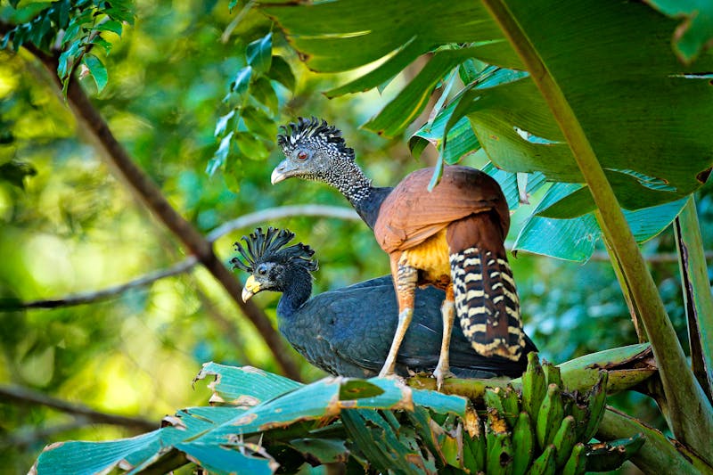 Vogelbeobachtung im Pantanal - ©www.NaturePhoto.cz - Adobe Stock