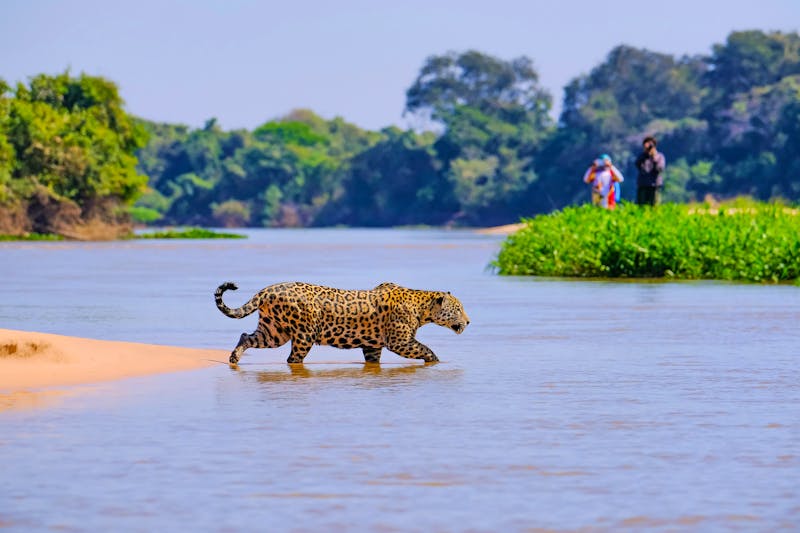 Jaguar Beobachtung im Pantanal - ©©reisegraf - stock.adobe.com
