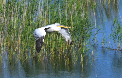 Pelikan am Prespa-See &ndash; &copy; Bemmy Trapp - Adobe Stock